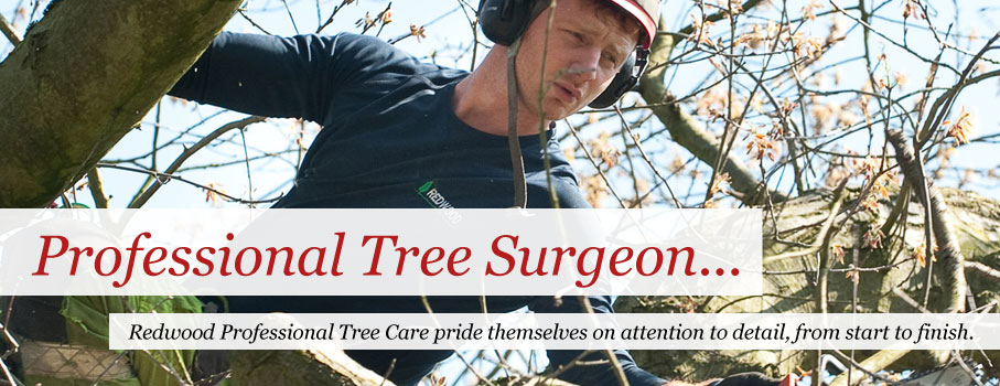 Professional Tree Surgeon