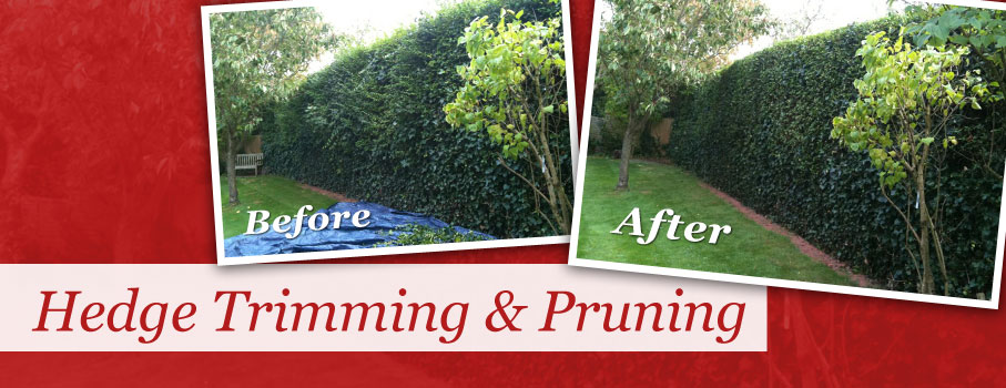 Hedge Trimming & Pruning