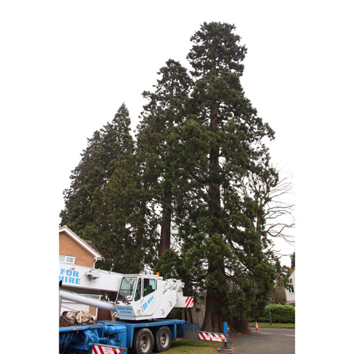 Redwood Tree Care