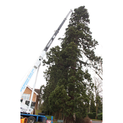 Redwood Tree Care
