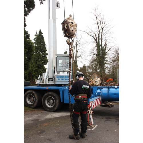 Redwood Tree Care