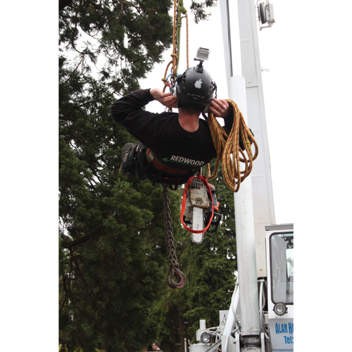 Redwood Tree Care