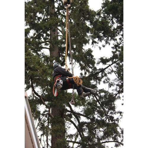 Redwood Tree Care