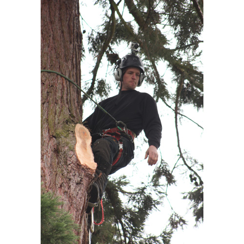 Redwood Tree Care