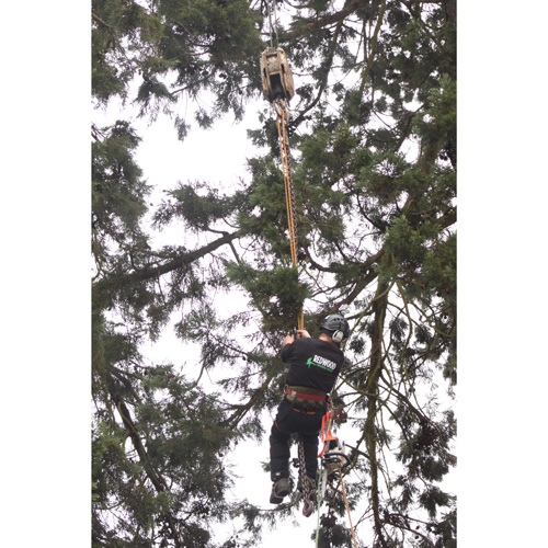 Redwood Tree Care