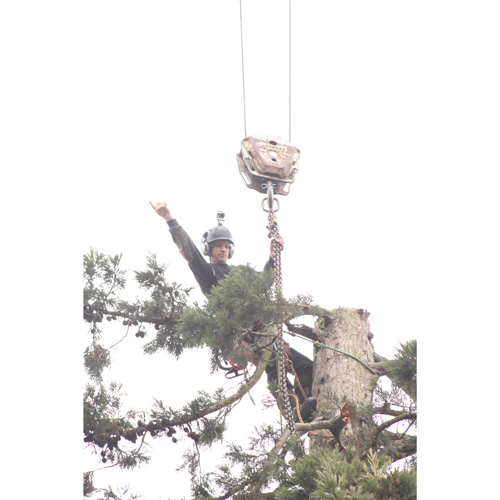 Redwood Tree Care