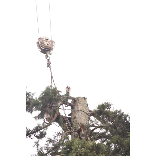 Redwood Tree Care