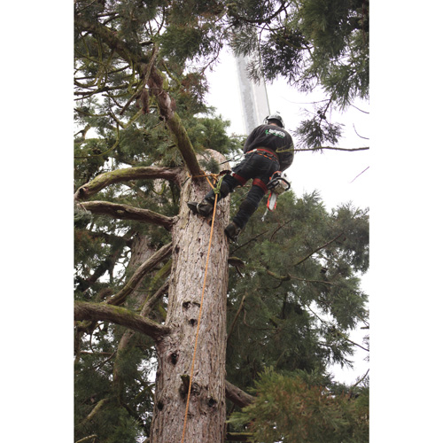 Redwood Tree Care