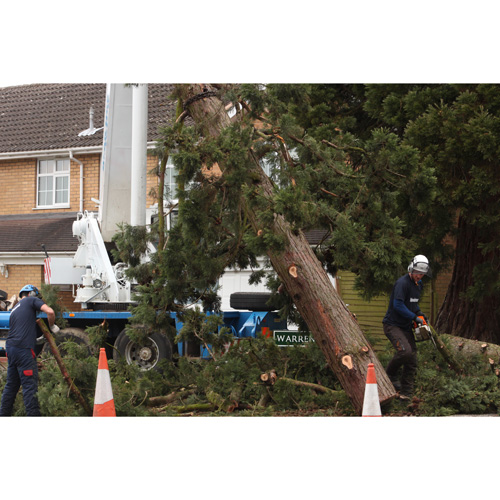 Redwood Tree Care