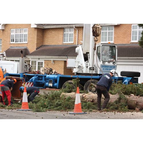 Redwood Tree Care