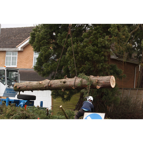 Redwood Tree Care