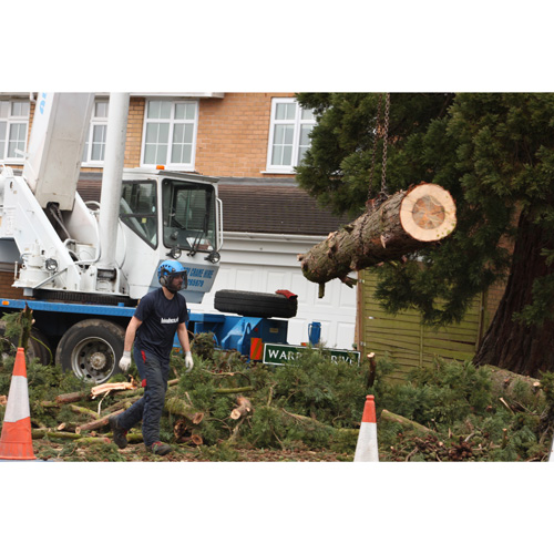 Redwood Tree Care