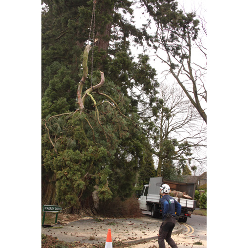 Redwood Tree Care