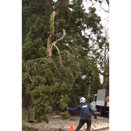 Redwood Tree Care
