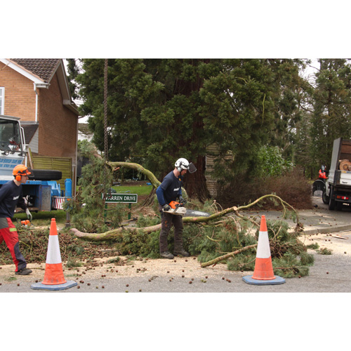 Redwood Tree Care