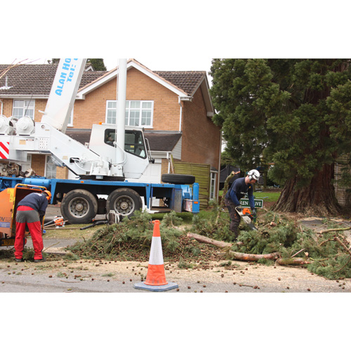 Redwood Tree Care