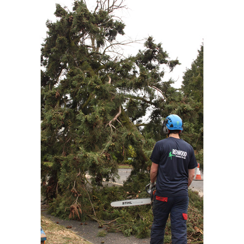 Redwood Tree Care