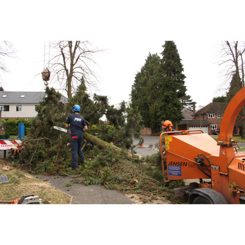 Redwood Tree Care