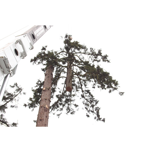 Redwood Tree Care