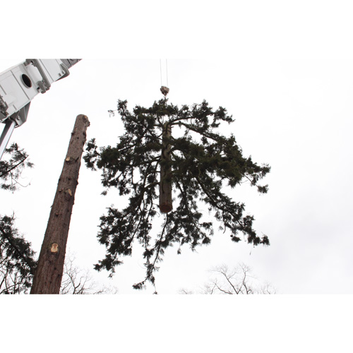 Redwood Tree Care