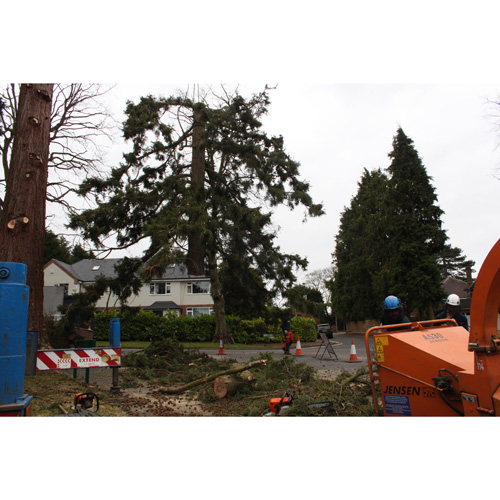 Redwood Tree Care