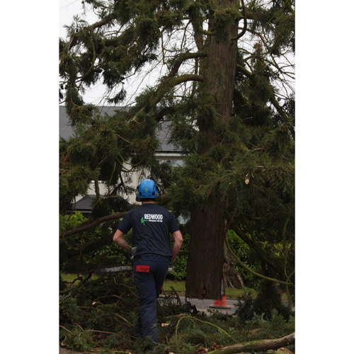 Redwood Tree Care