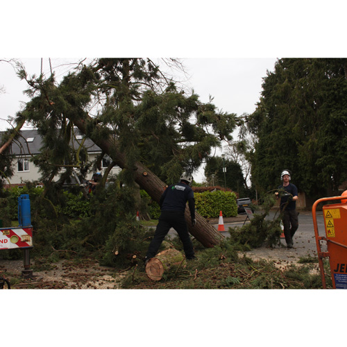 Redwood Tree Care