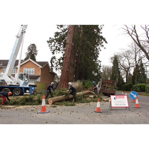 Redwood Tree Care