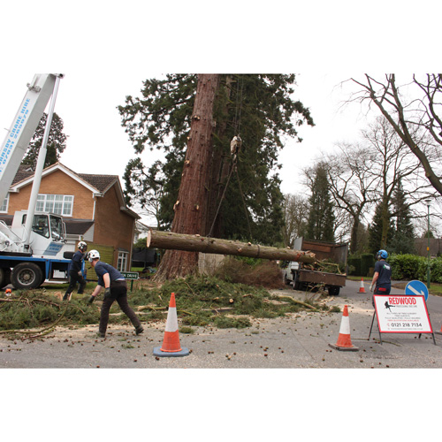 Redwood Tree Care