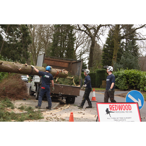Redwood Tree Care