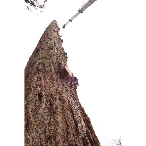 Redwood Tree Care
