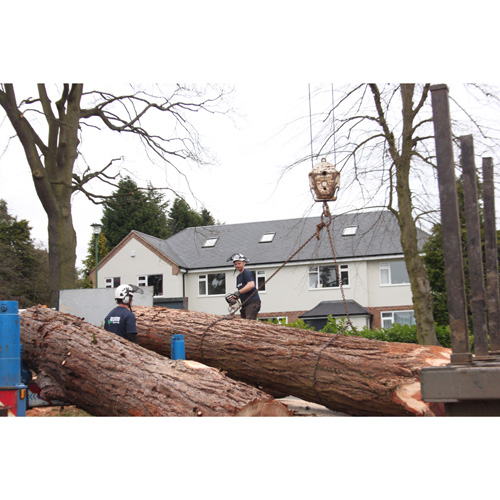 Redwood Tree Care