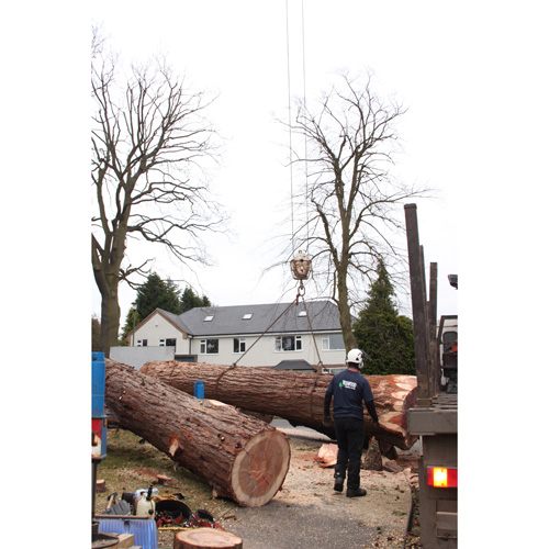 Redwood Tree Care