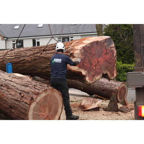 Redwood Tree Care