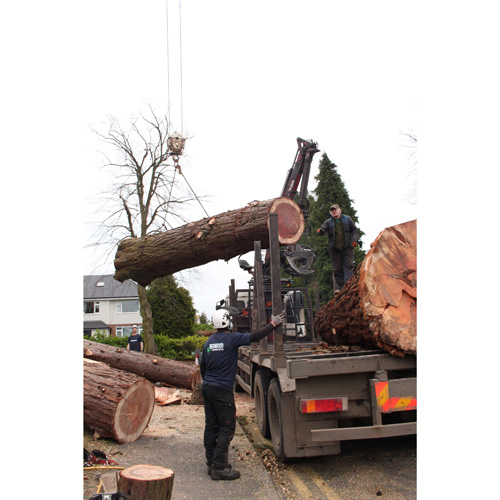 Redwood Tree Care