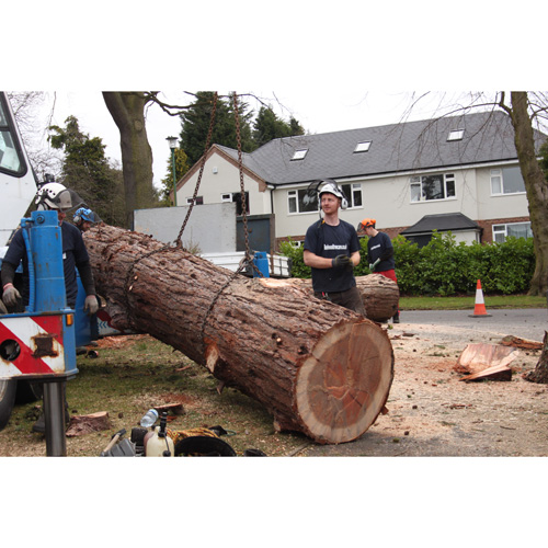 Redwood Tree Care