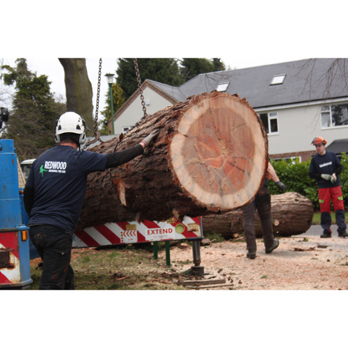 Redwood Tree Care