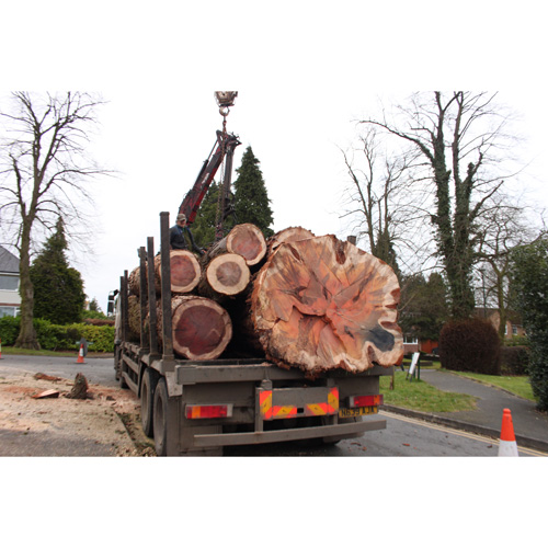 Redwood Tree Care
