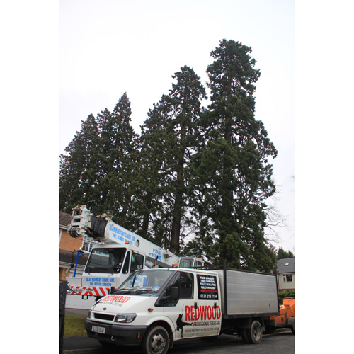 Redwood Tree Care