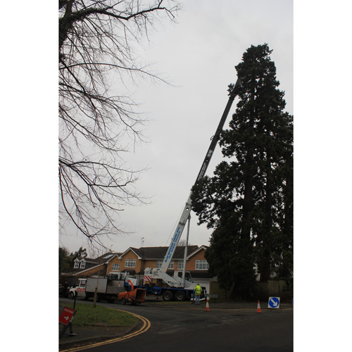 Redwood Tree Care