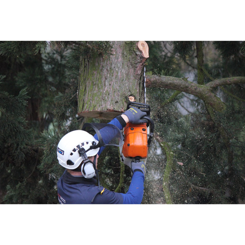 Redwood Tree Care