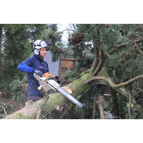 Redwood Tree Care