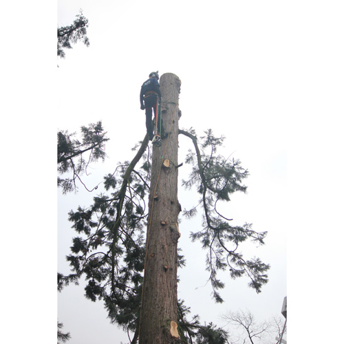 Redwood Tree Care