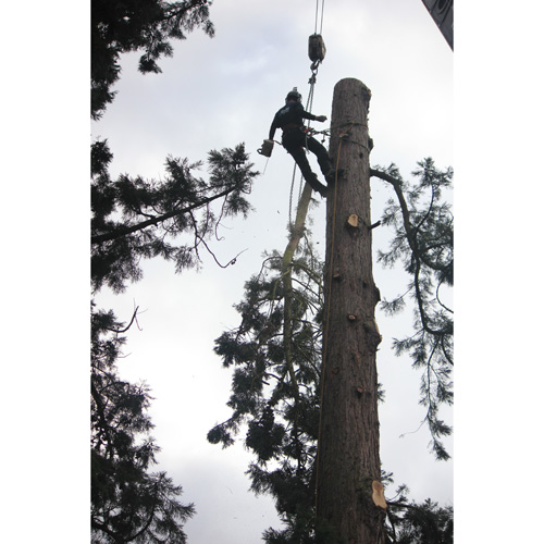 Redwood Tree Care