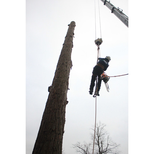 Redwood Tree Care