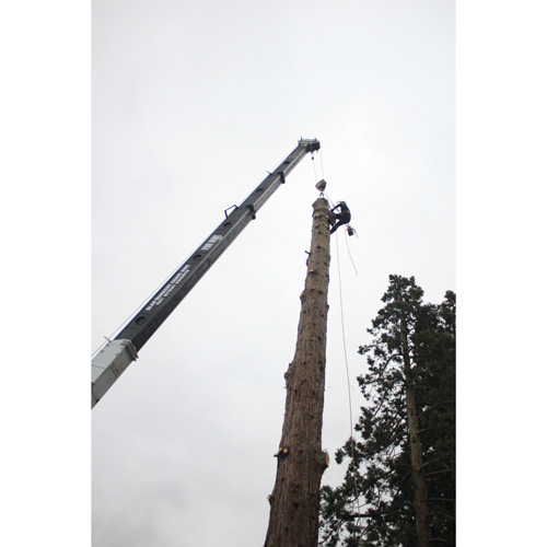 Redwood Tree Care