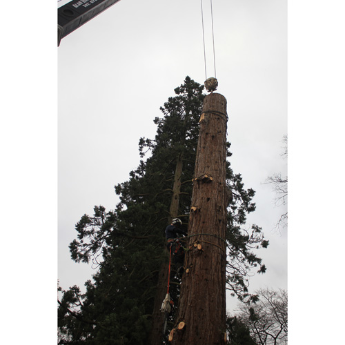 Redwood Tree Care