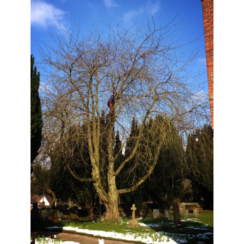 Redwood Tree Care