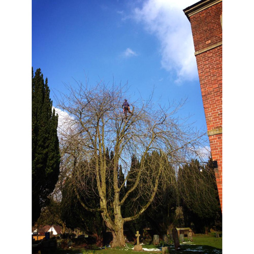 Redwood Tree Care