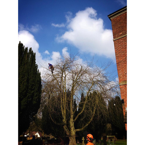 Redwood Tree Care